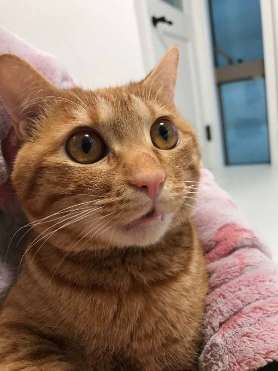 茶トラのナミヘイくん