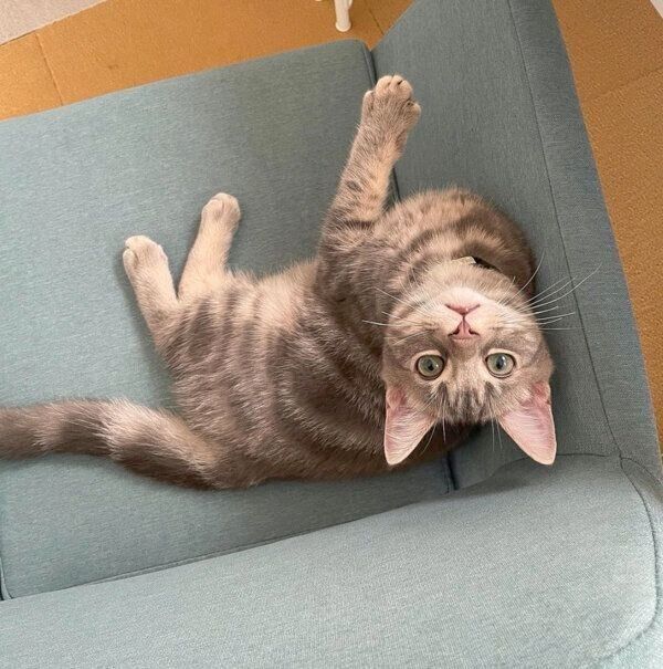 見つめるヨルくん