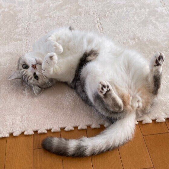 子猫のように寝転がる猫（オス）