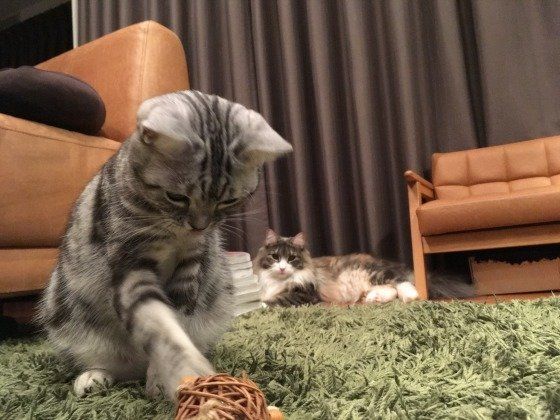 おもちゃで遊ぶアメリカンショートヘア