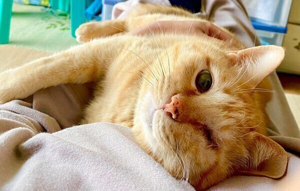 甘えるモカくん