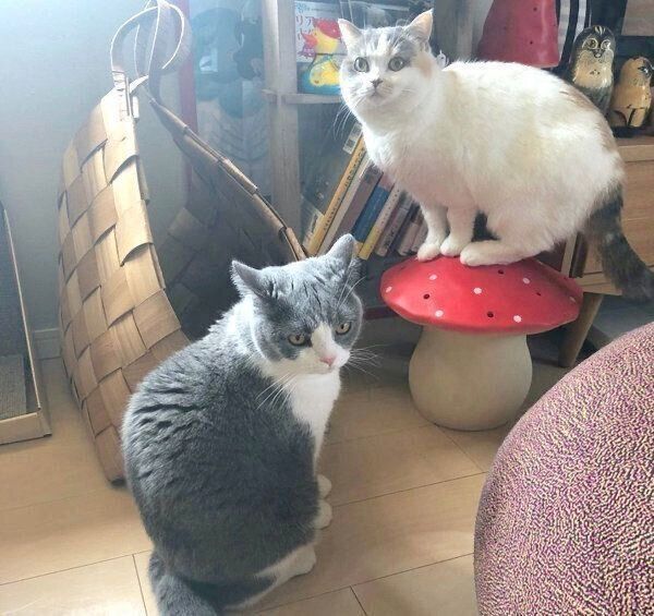 ねね子ちゃんとドラ千代くん