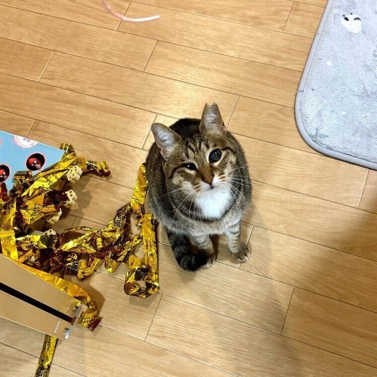 見あげてカメラに目線を送るあんずちゃん