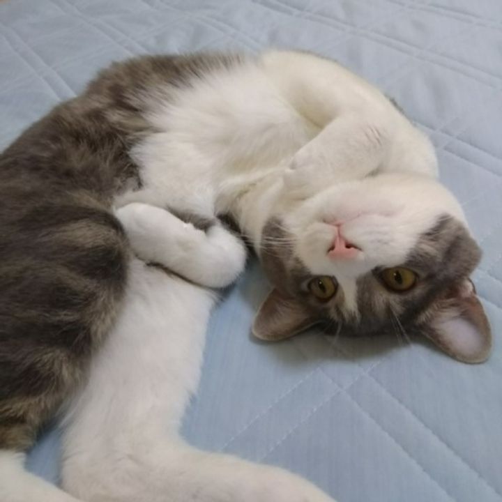 猫の気持ち 猫の心と体 ねこのきもちweb Magazine 猫の気持ち 猫の心と体 ねこのきもちweb Magazine