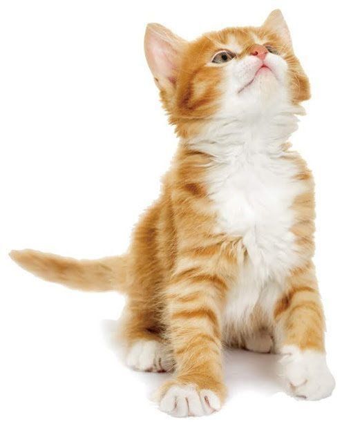 かわいい子猫♡