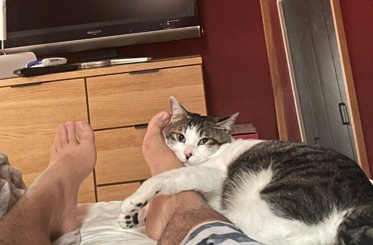 飼い主の夫の足に抱きついている猫
