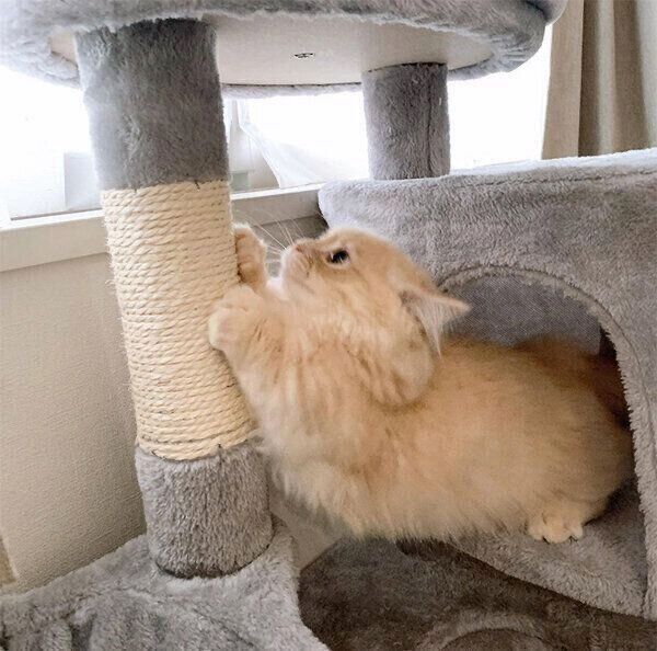 爪をとぐ体勢が可愛すぎるモニくん