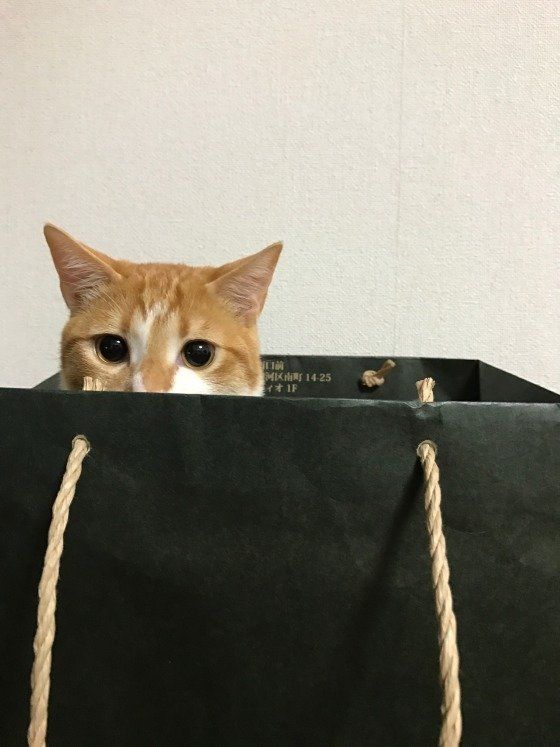 風太  MIX　茶トラ