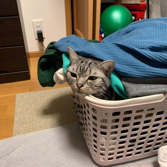 洗濯かごに入るアメリカンショートヘア