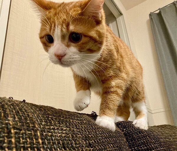 何かを狙ういなりくん