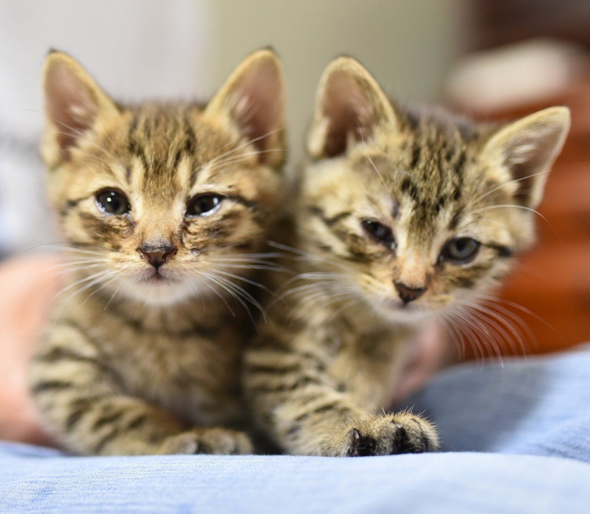 らんらんちゃんとるんるんちゃん