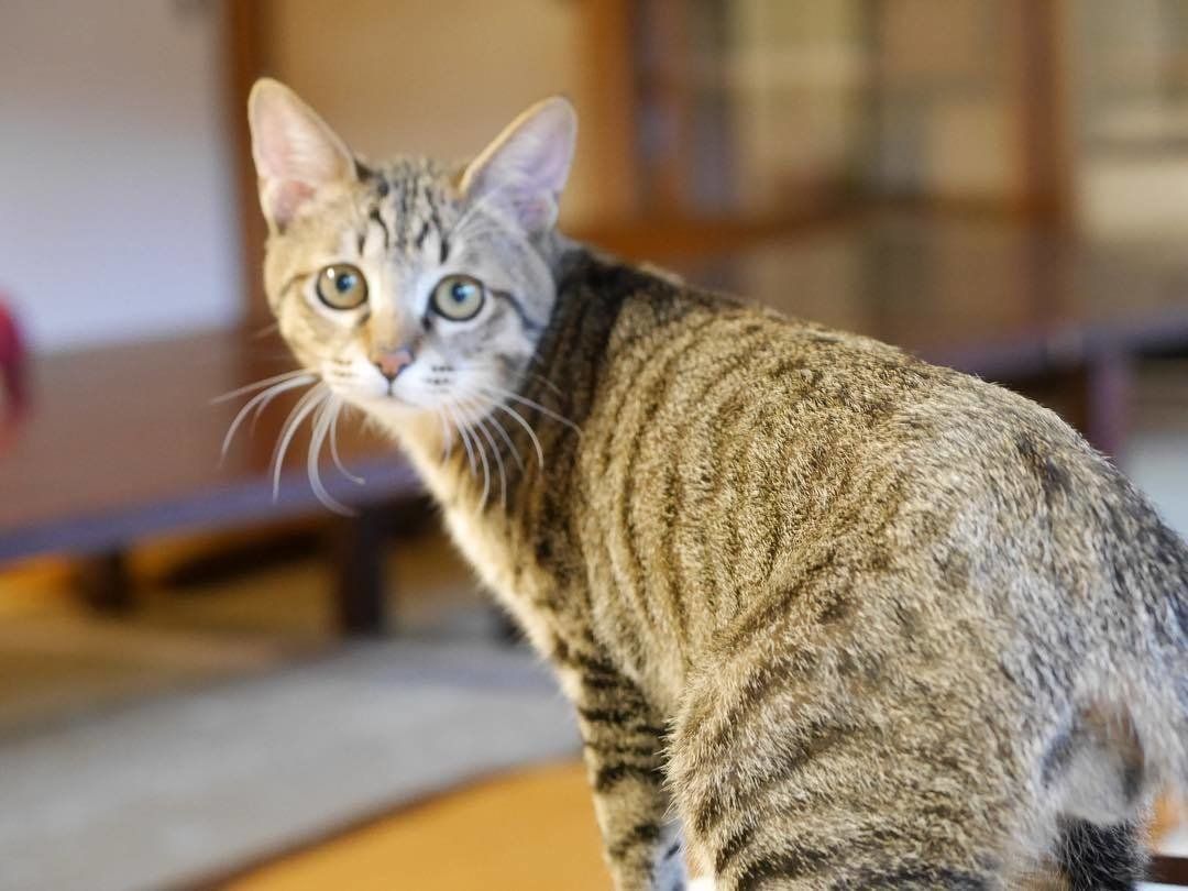 猫のななちゃん