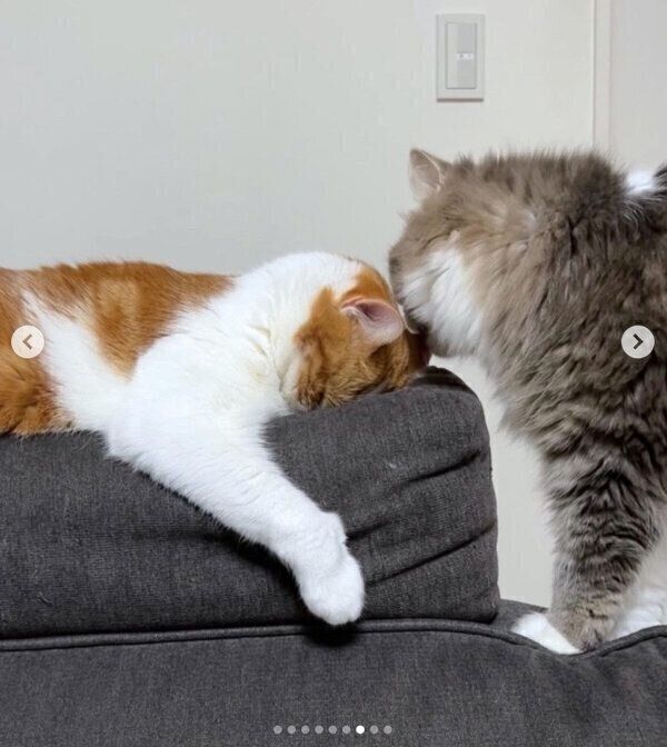 はなちゃんのことをなめるさっくん