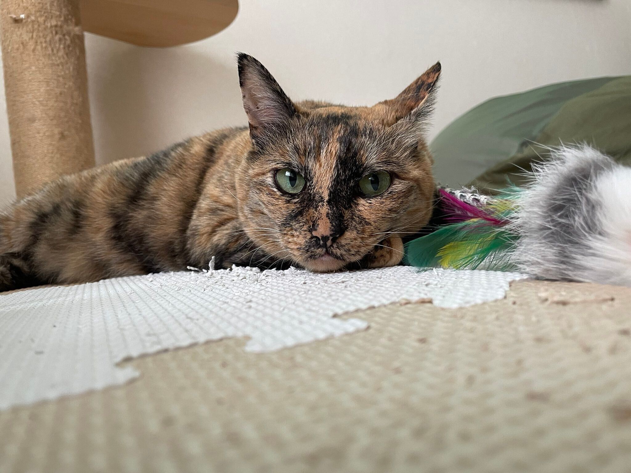 遊び疲れたサビちゃん。