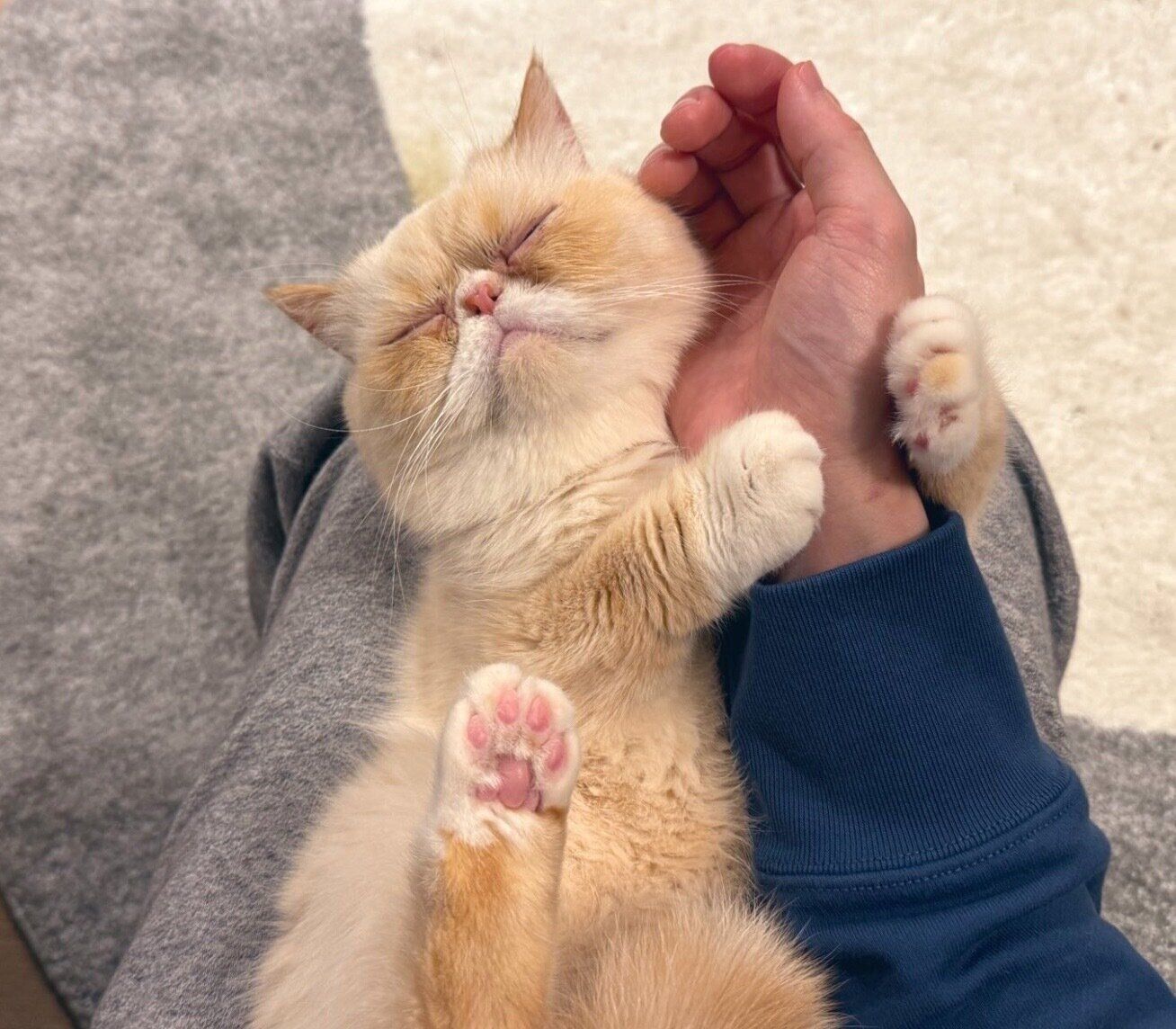 飼い主さんの腕を掴むしらすくん