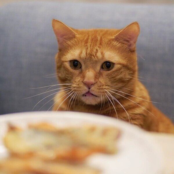 人のごはんを前にして複雑そうな表情を浮かべる小次郎くん