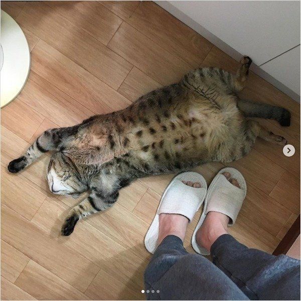 「遮断機」と化したこんぶくん