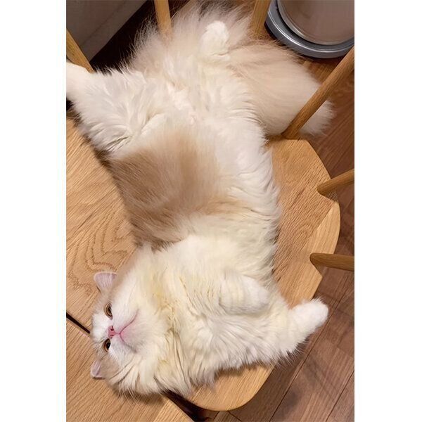 ヘソ天するきなこちゃん