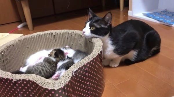 あご乗せする猫