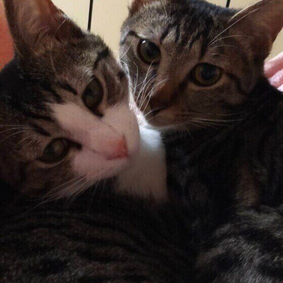 仲よく写真におさまるキジトラのネネちゃん