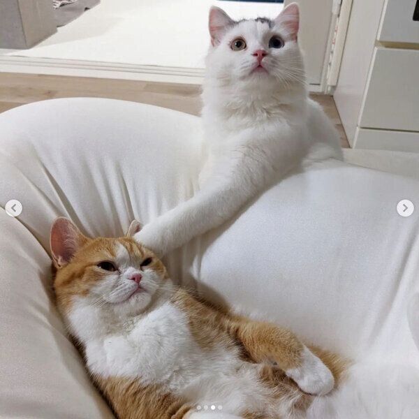 テテちゃん、ピノくん