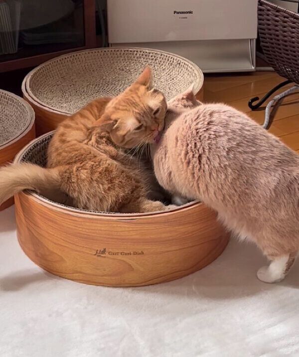 ココちゃんのそばに行きたいネネちゃん