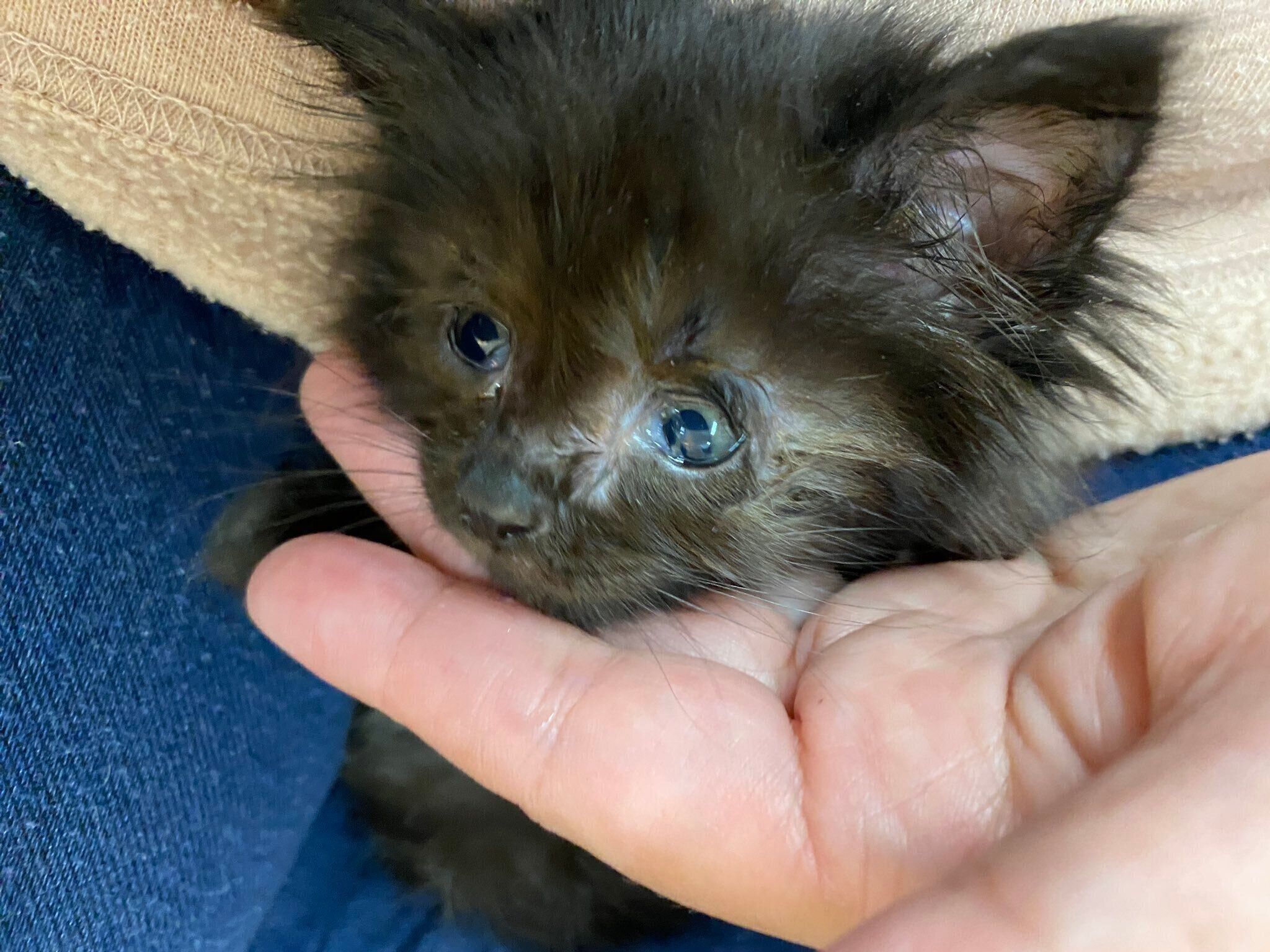 猫風邪が少しずつ治ってきたころのくまちゃん