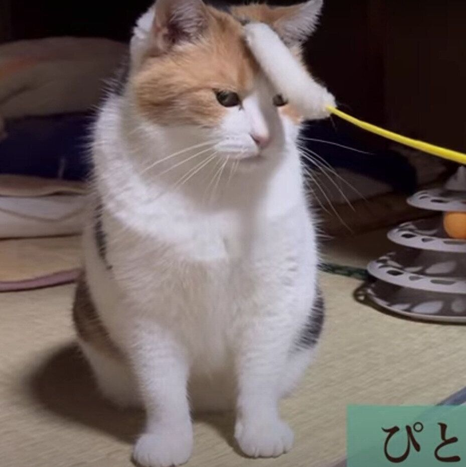 猫じゃらしを頭にのせるミケちゃん