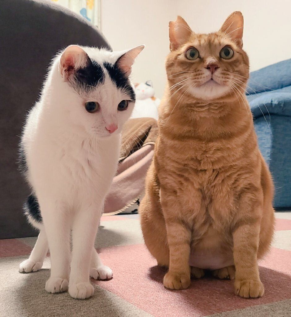 仲よく並ぶこもくんとちゃーくん