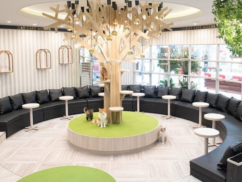 猫カフェモカの象徴「猫のなる木」にあつまる猫たち