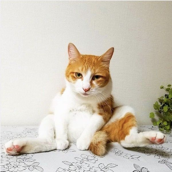 へんな座り方ニャンズ