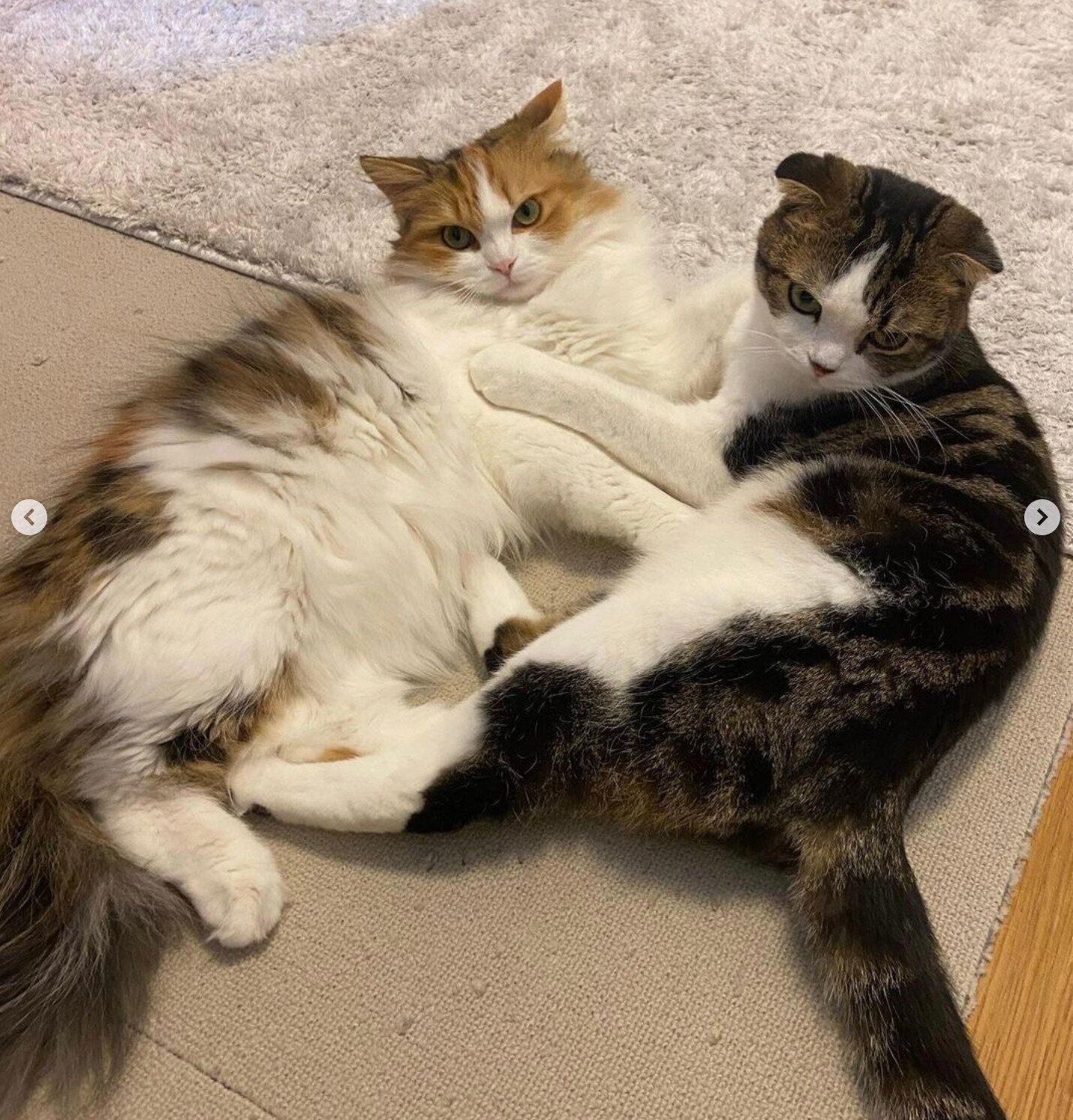 密着するこたろうくん、つくねちゃん