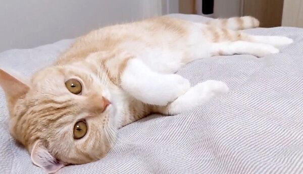 ゴロゴロするういろちゃん