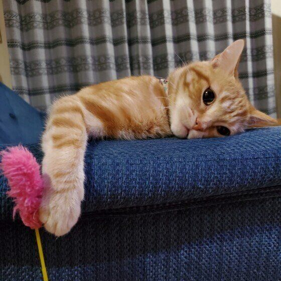 寝転がるアメリカンショートヘア