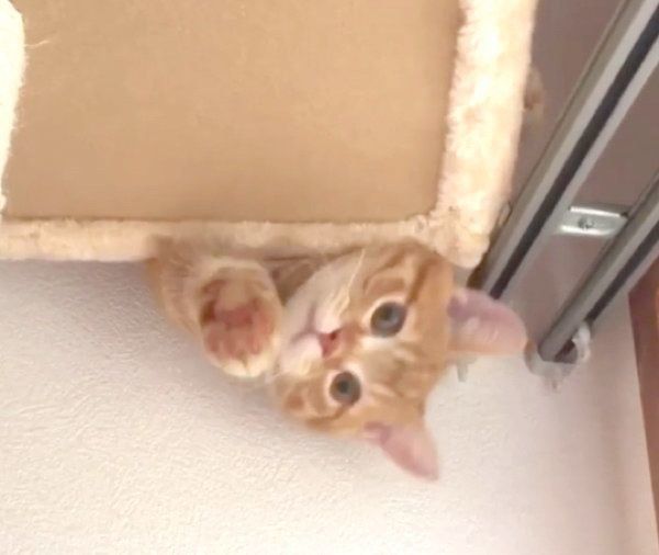 キャットタワーの上からひょっこりするうにくん