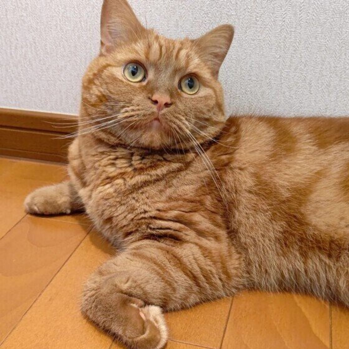 うちの猫はあまり鳴かないのはなぜ よく鳴く猫と鳴かない猫の違いは ねこのきもちweb Magazine うちの猫はあまり鳴かないのはなぜ よく鳴く猫と鳴かない猫の違いは ねこのきもちweb Magazine