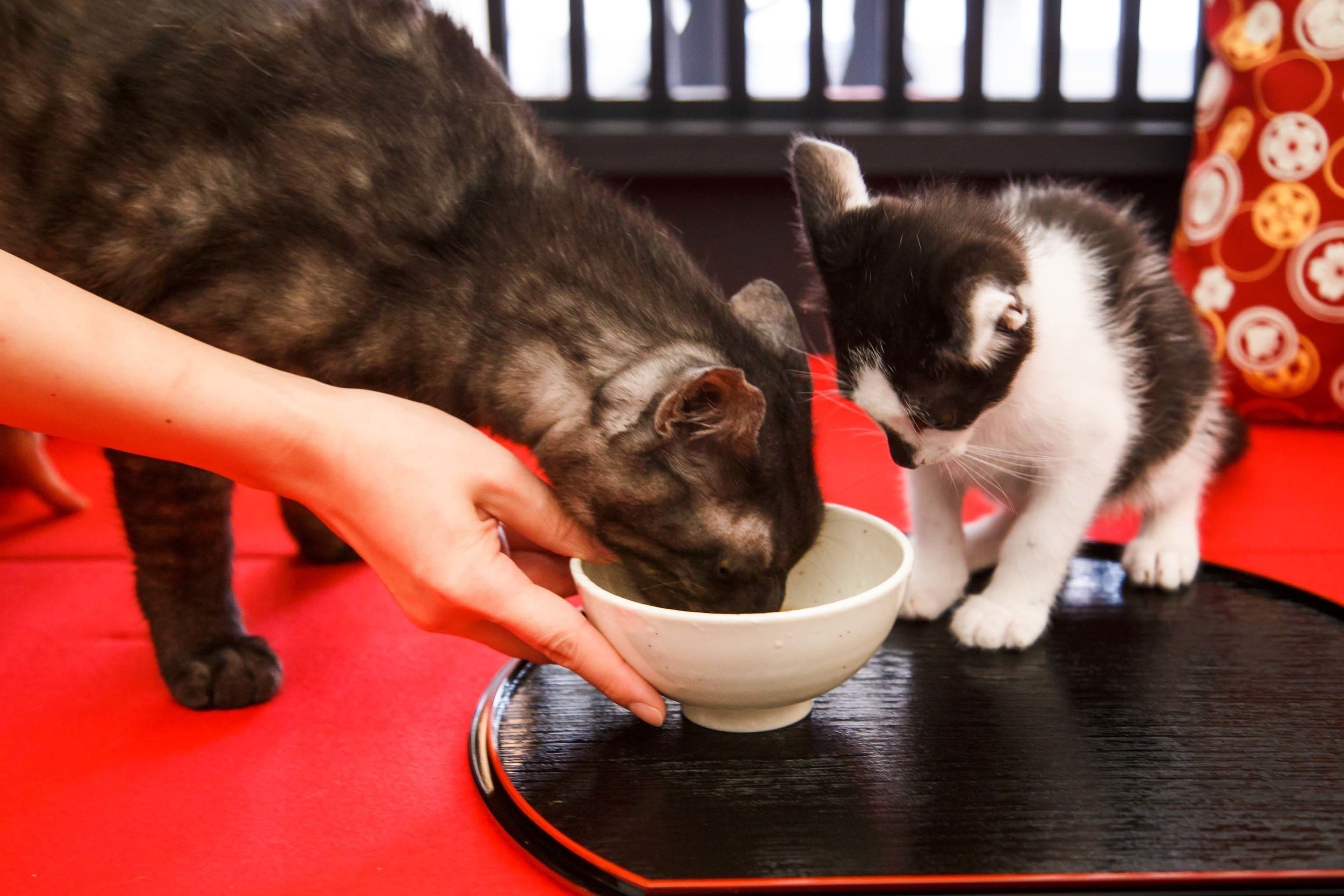 ©江戸ねこ茶屋製作委員会