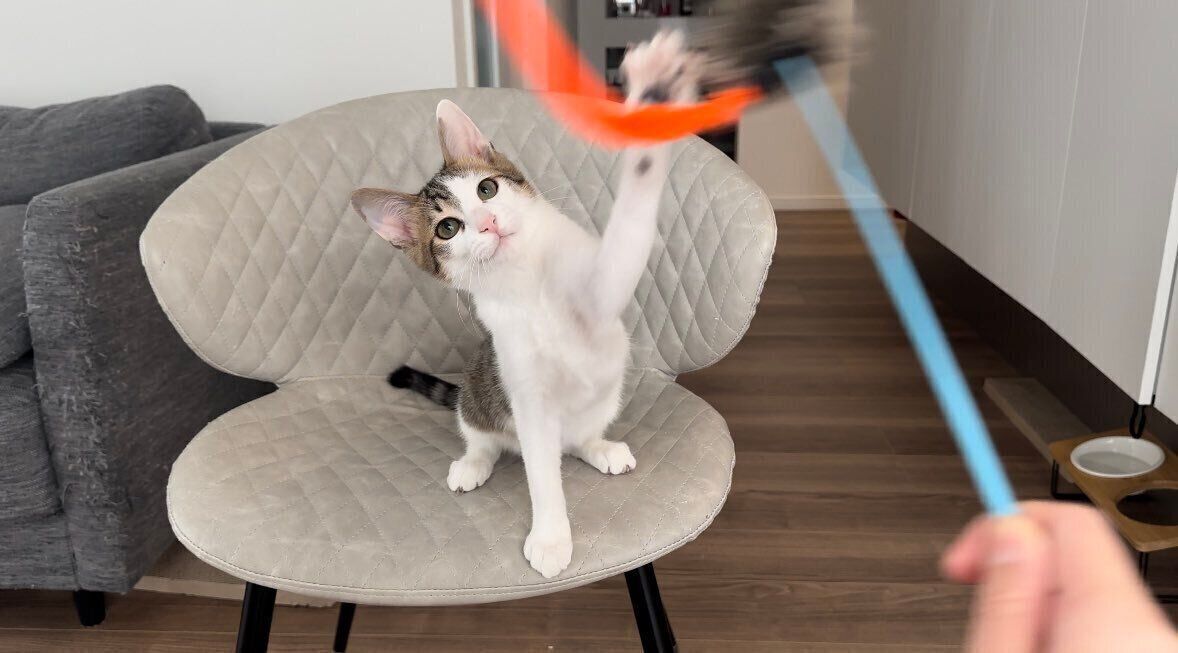 子猫時代のテンくんの様子