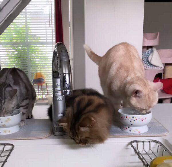 水を掴みたいこいちゃくん