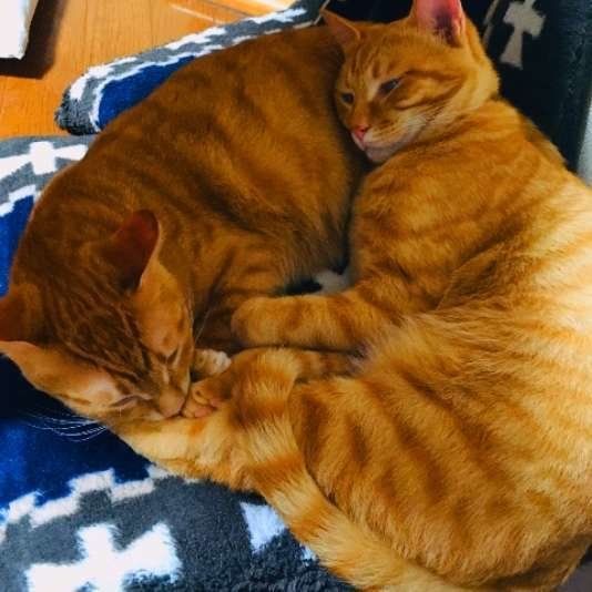 くっついて寝る猫