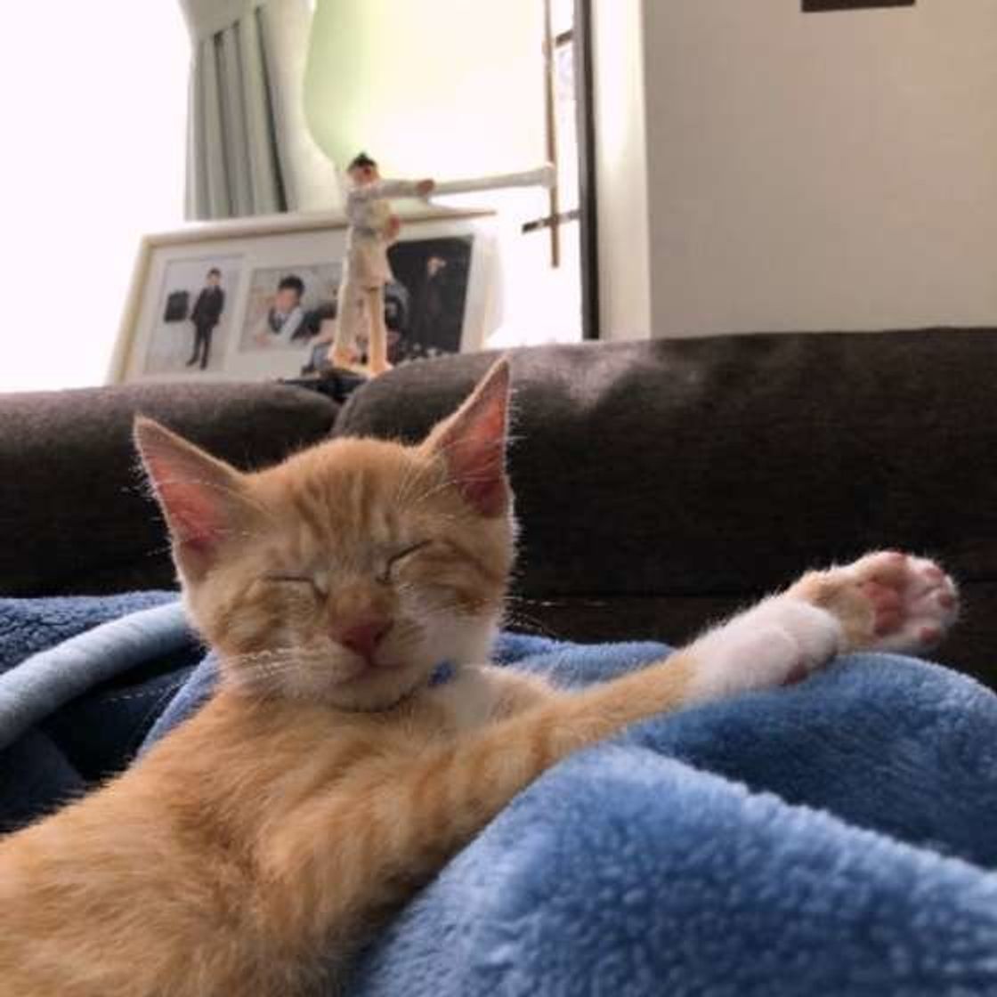 信頼してる だけじゃない 猫が飼い主さんの体の上で寝る心理3つ ねこのきもちweb Magazine