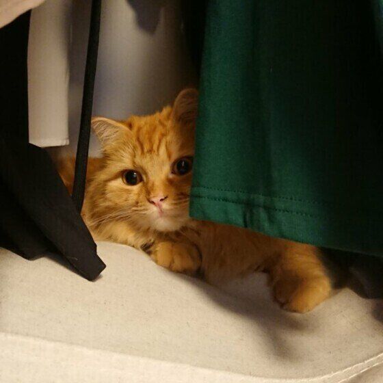 クローゼットのなかの猫