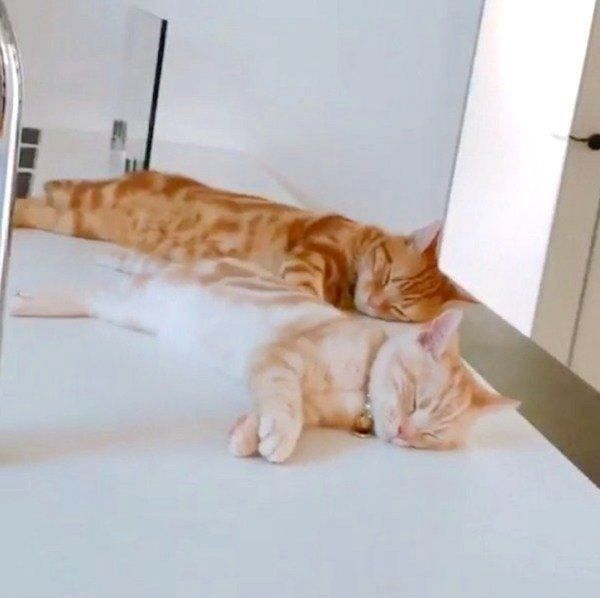 分身の術を披露するアメリカンショートヘア