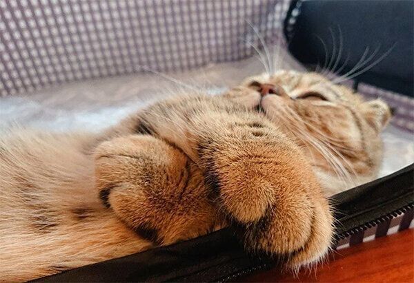 カバンに入るたぬ吉くん