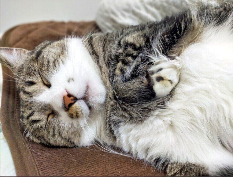 穏やかな顔で眠る猫