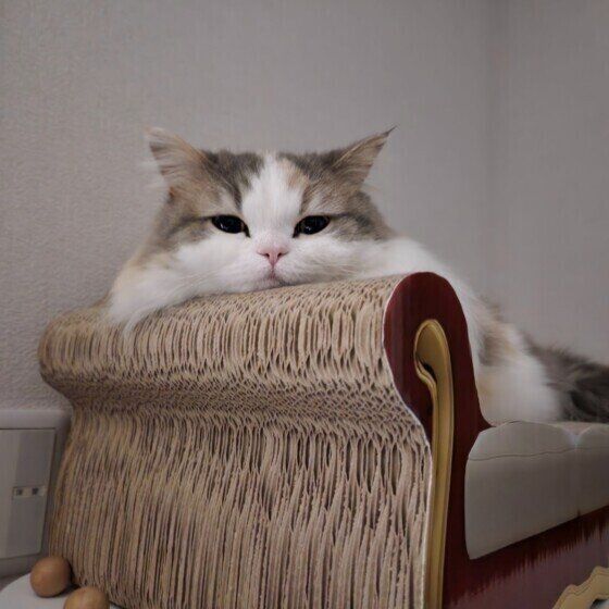 爪とぎベッドに乗るラテちゃん（ミヌエット）