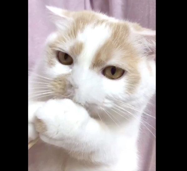 耳かきを持つホイップクリームちゃん