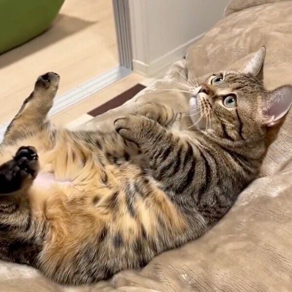 ぽてっと転がるもなちゃん