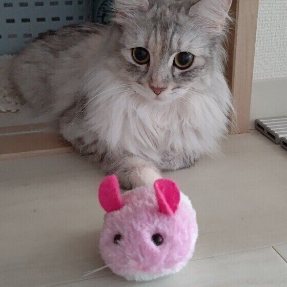 ねずみのおもちゃとサイベリアン