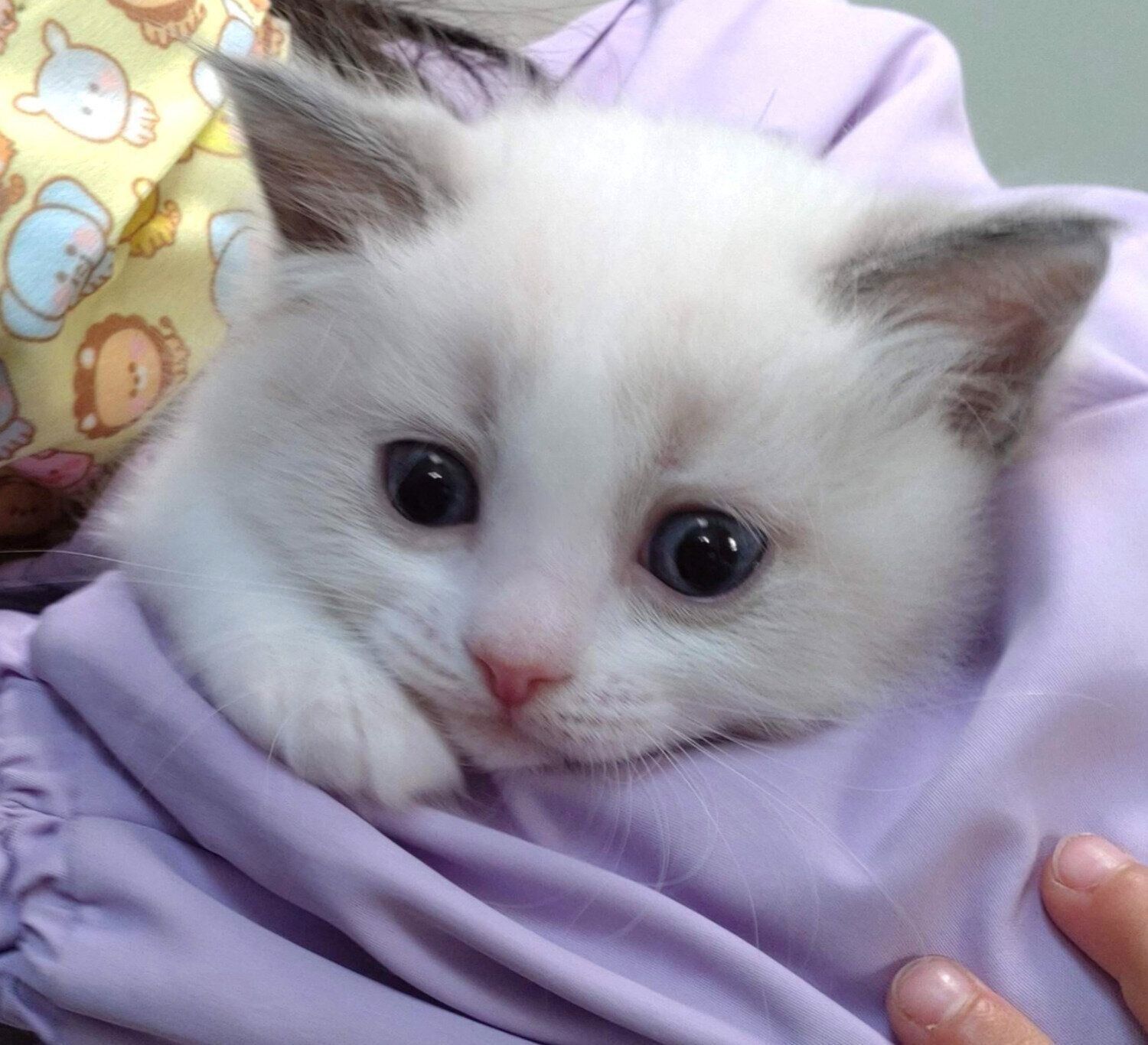 生後1カ月のころに撮影したミントくん